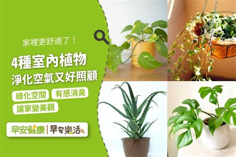 綠色植物的好處|健康網》植物不只能淨化空氣 研究：可改善心理健康